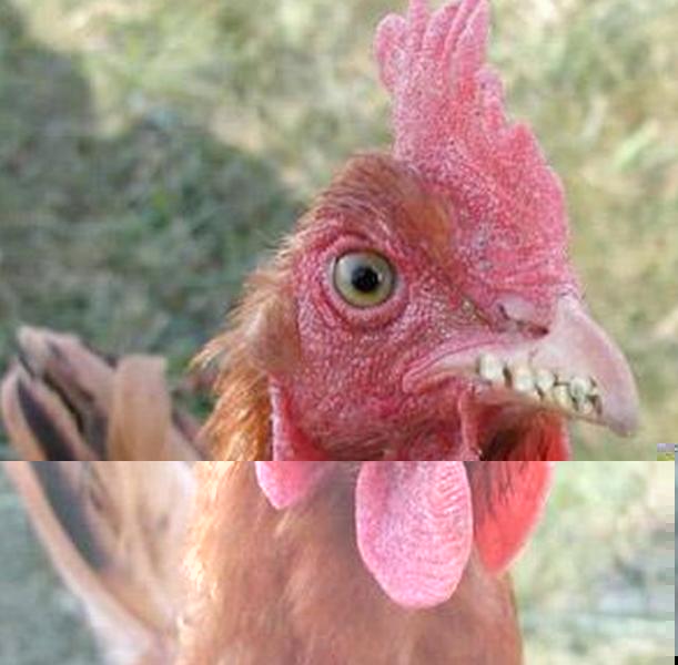 poule_dents.jpg