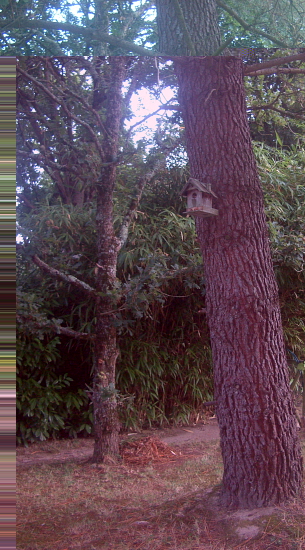 arbre.JPG