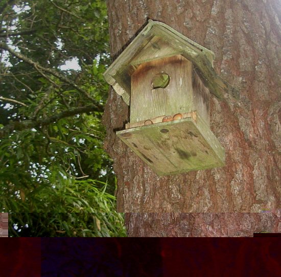 arbre1.JPG