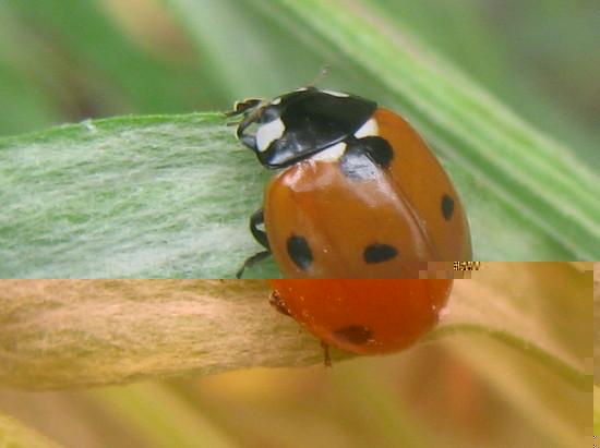 coccinelle.jpg