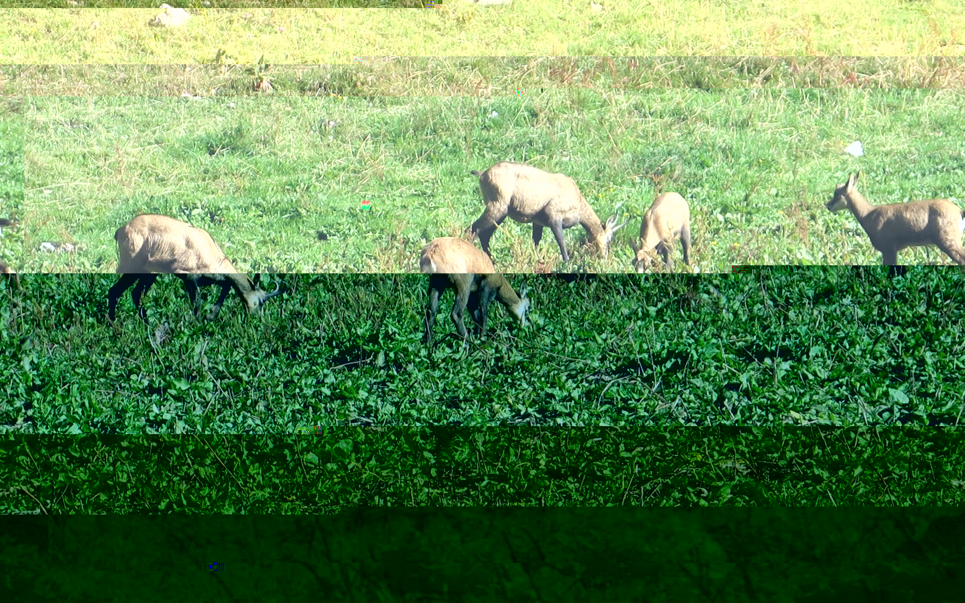 Chamois 1.jpg