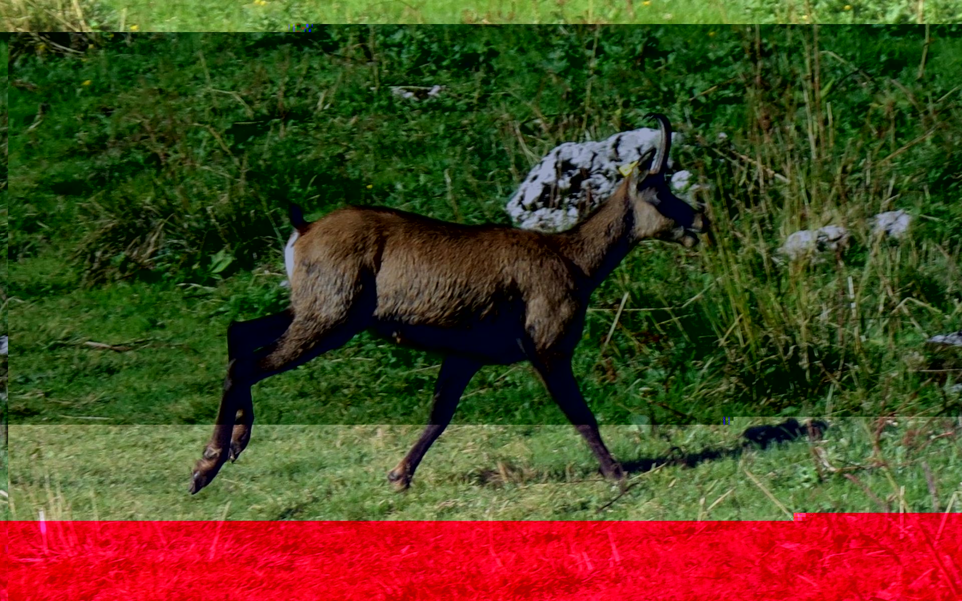 Chamois 2.jpg