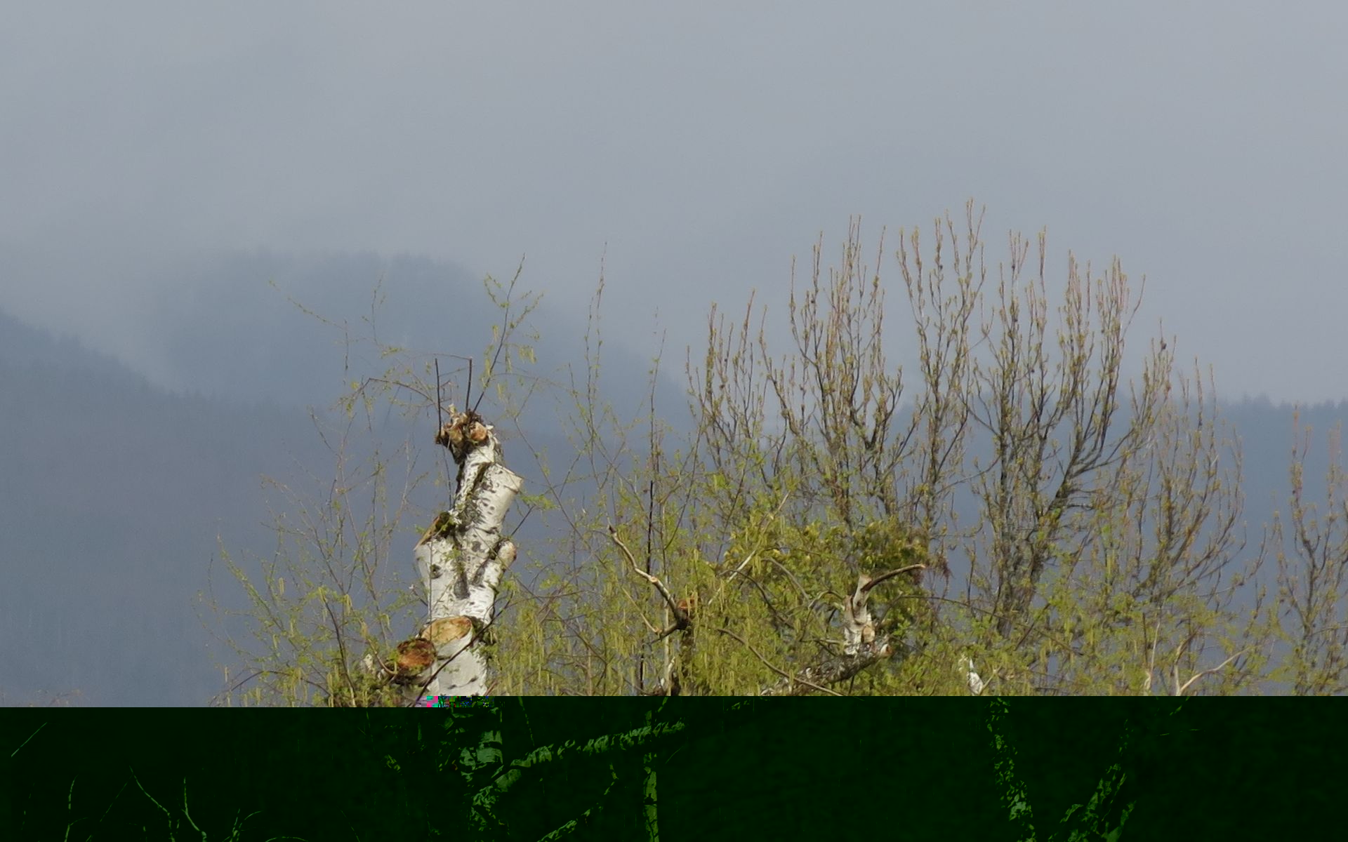20190403.jpg