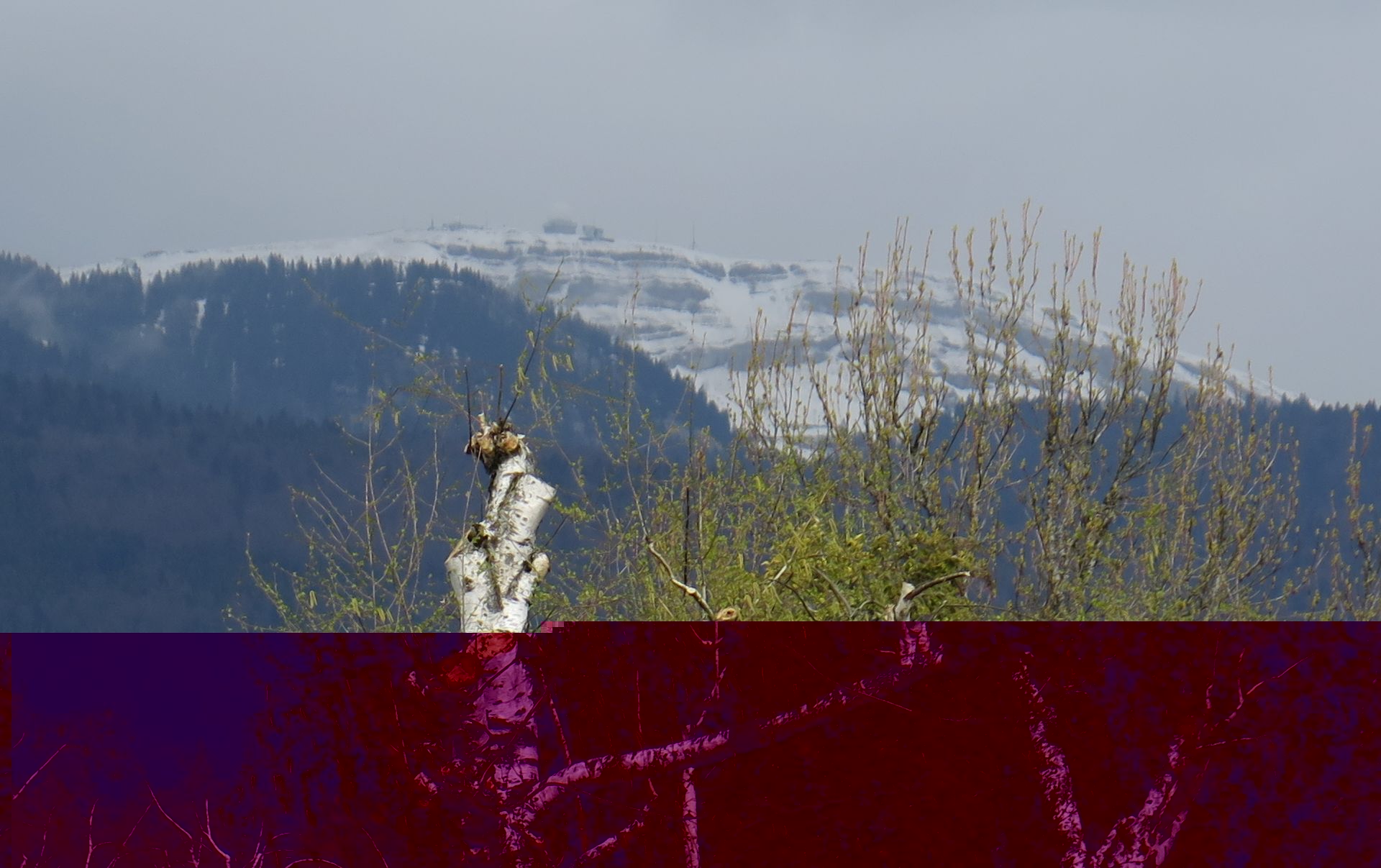 20190403-2.jpg