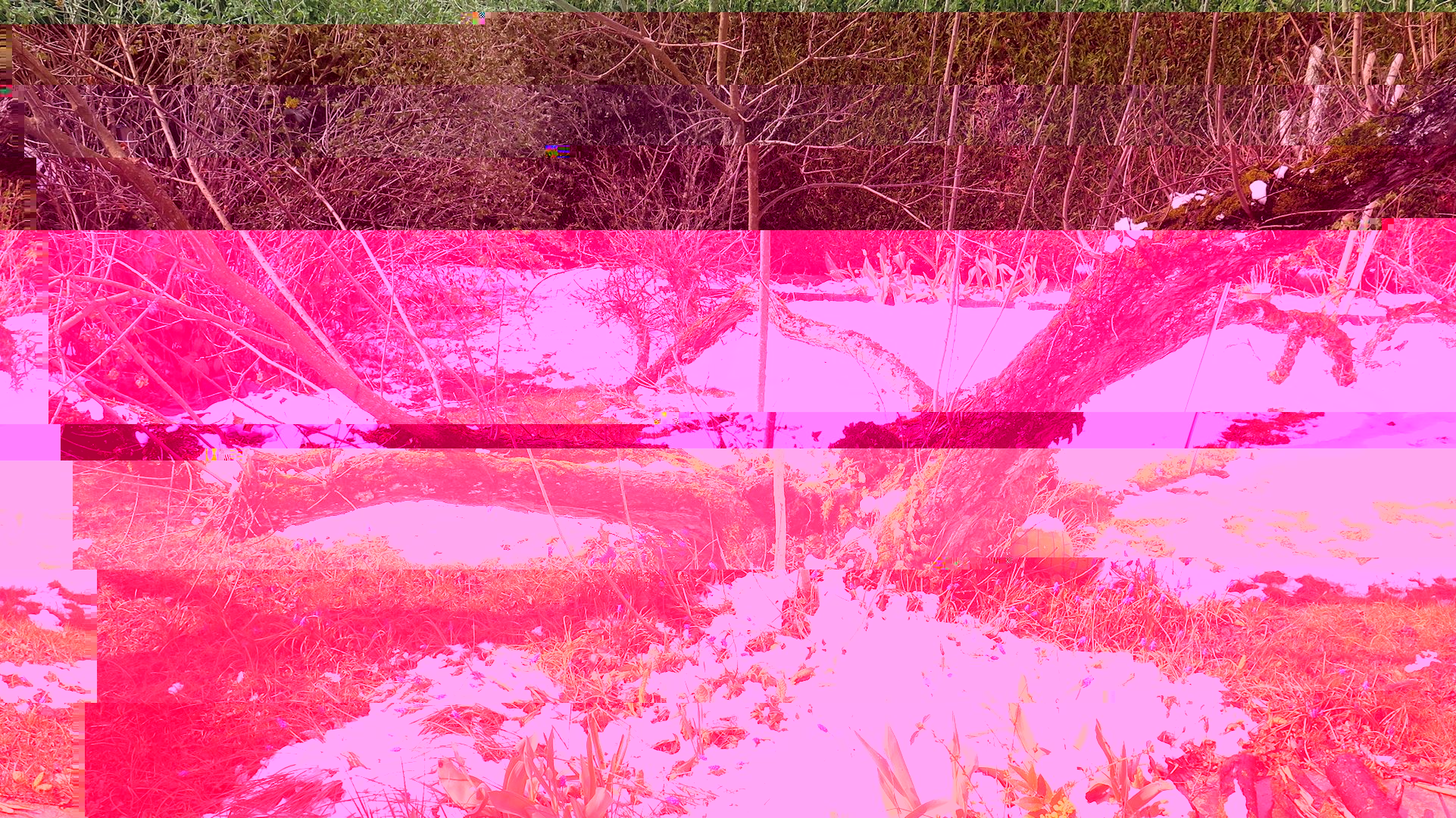 arbre explosé.jpg