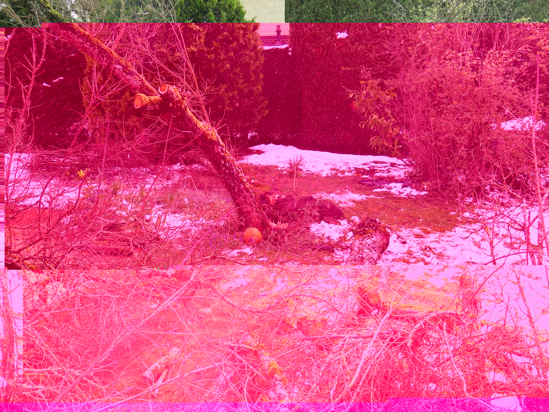 arbre martyrisé.jpg