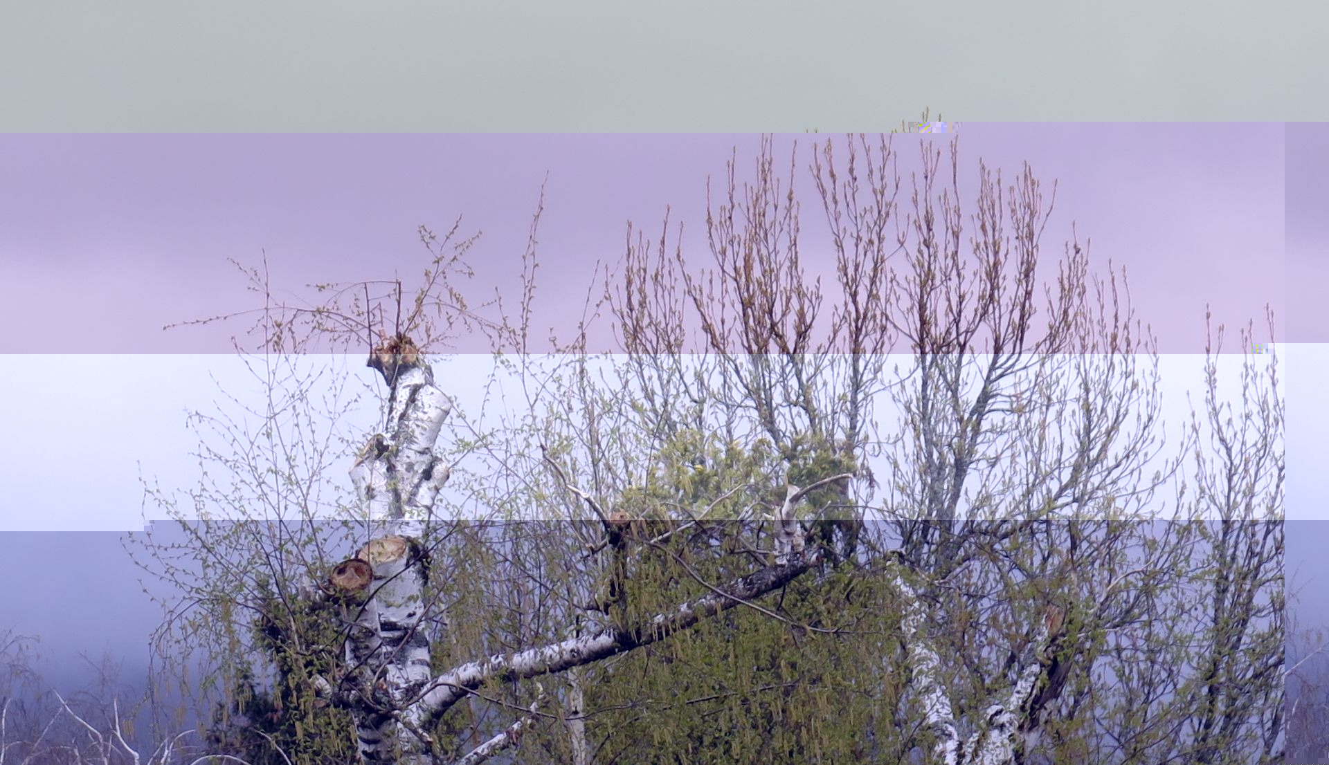 20190407.jpg