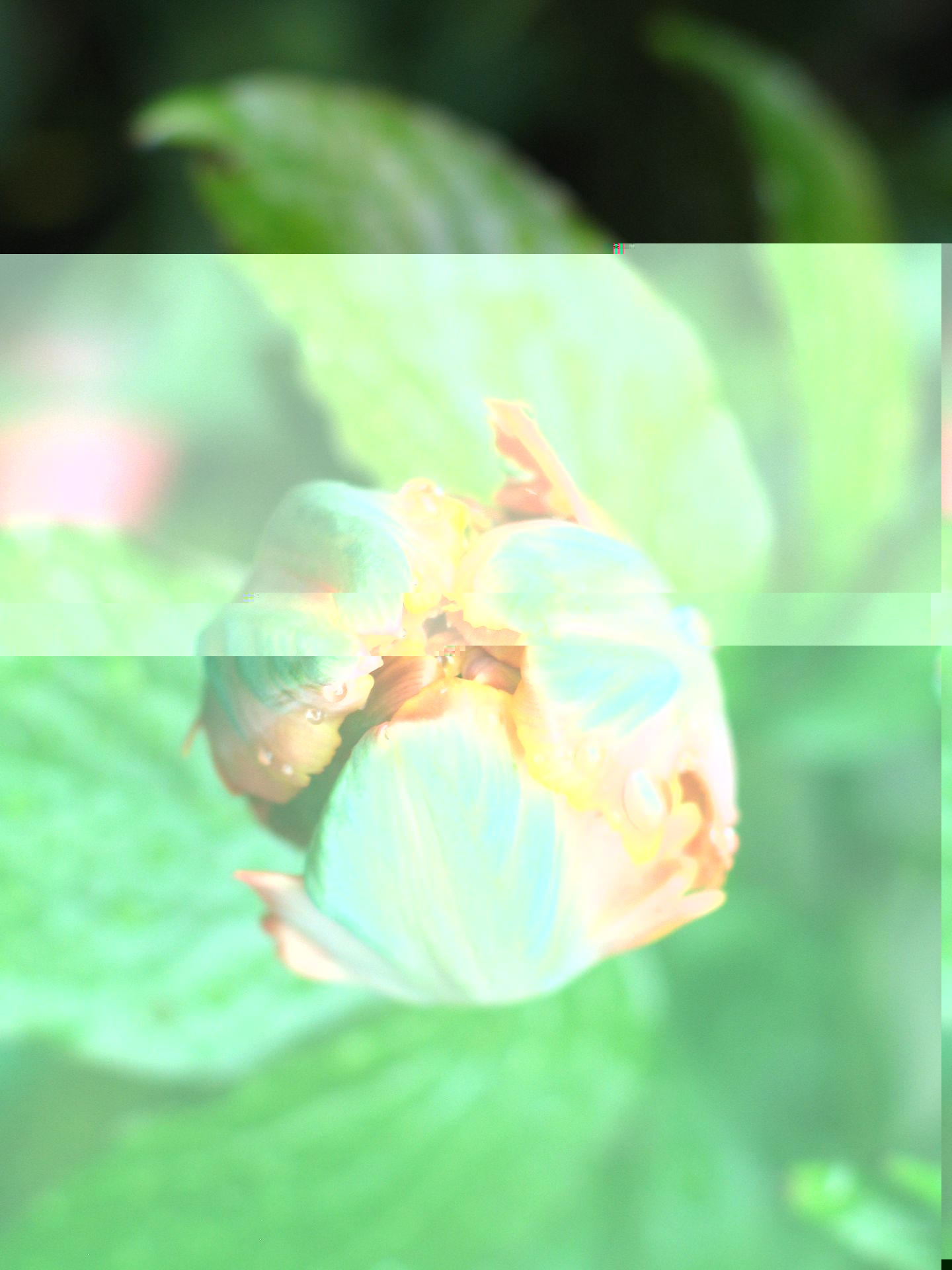 Tulipe.jpg