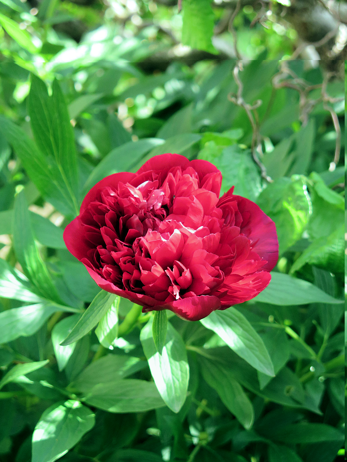 Pivoine.jpg
