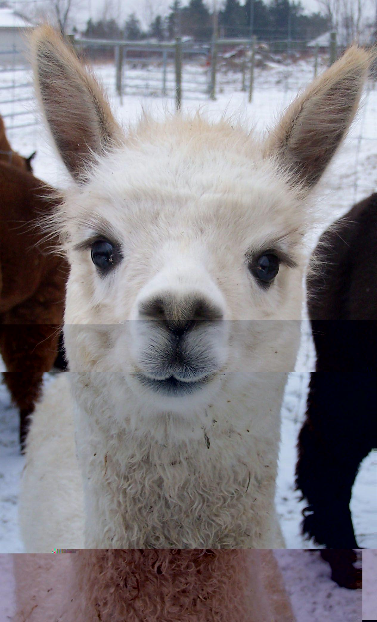 lama..jpg