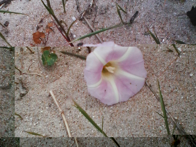 fleur.jpg