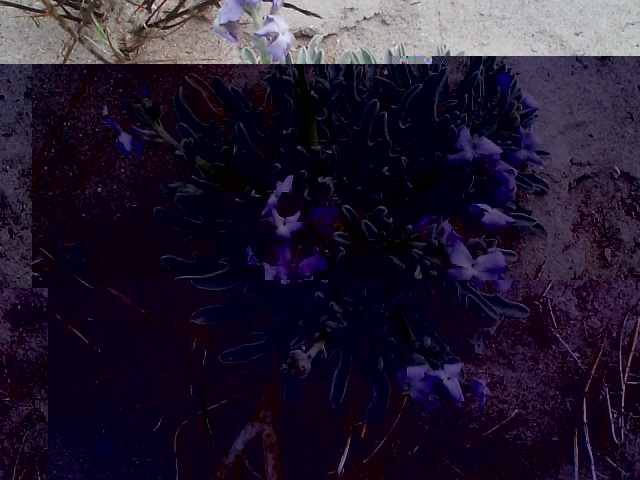 fleurs.jpg