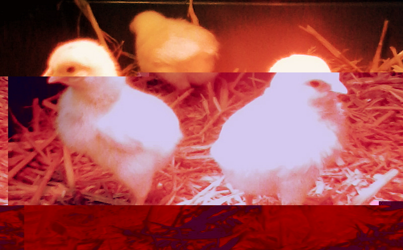 poussins.jpg