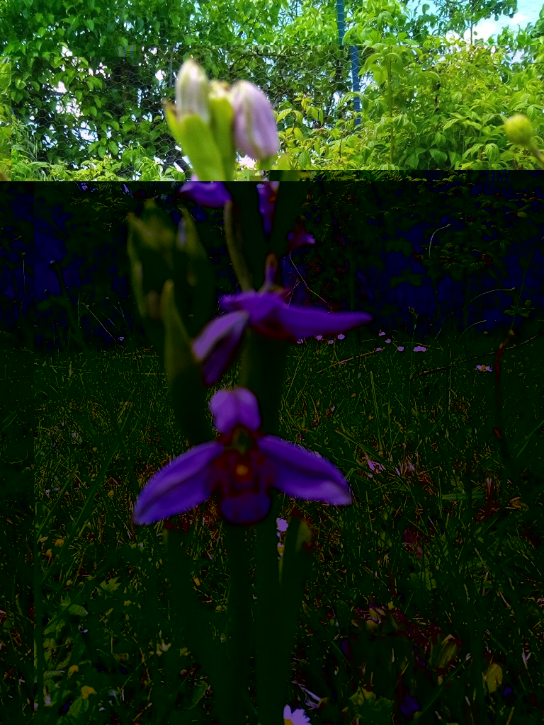 orchidée.jpg