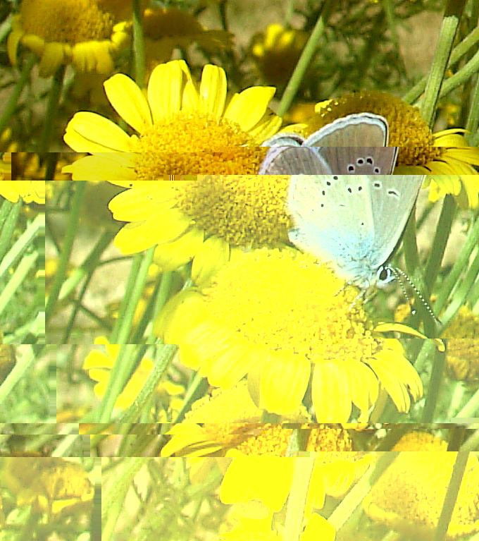 papillon bleu.JPG