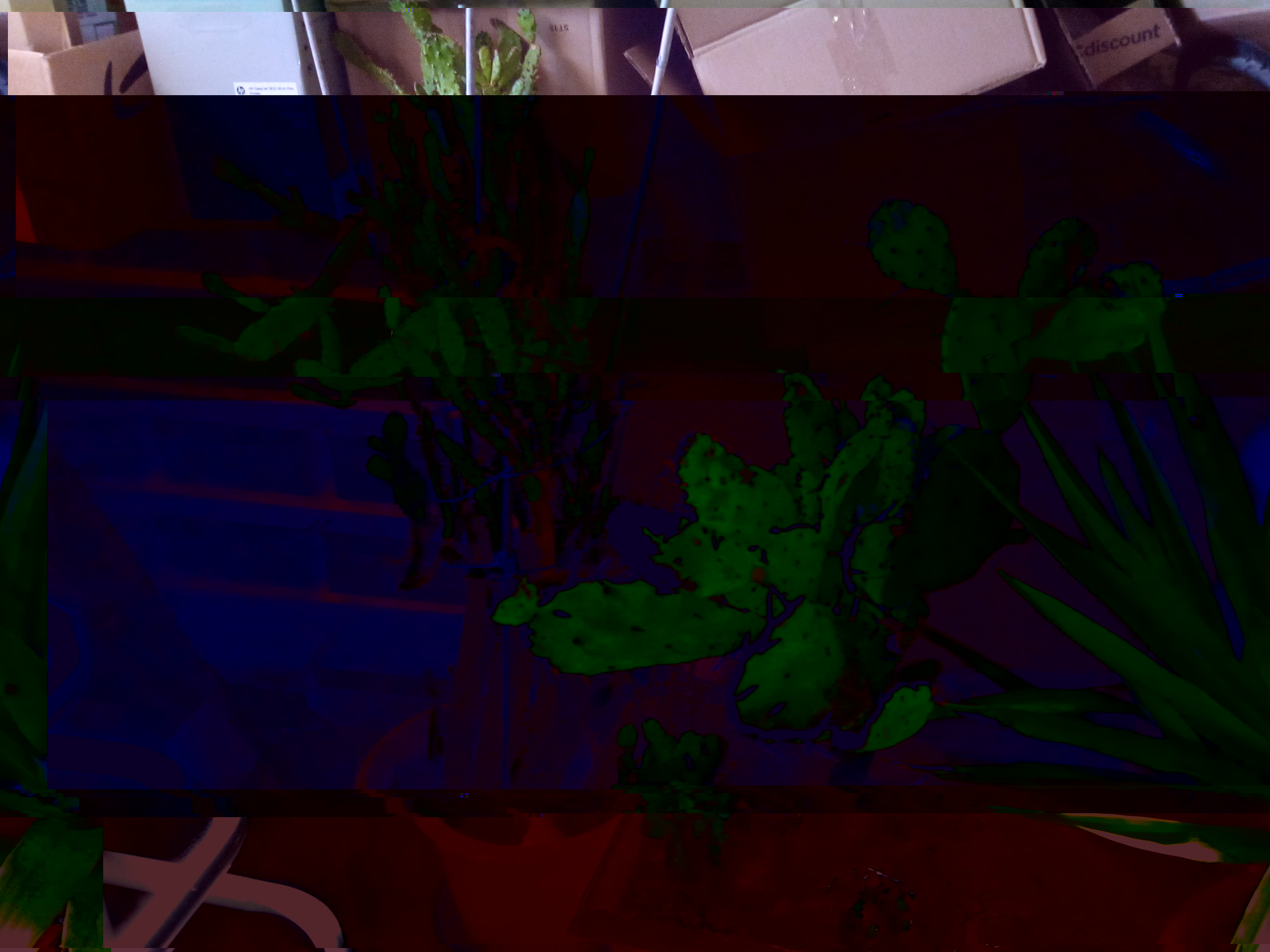 cactus.jpg