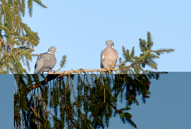 pigeons.jpg
