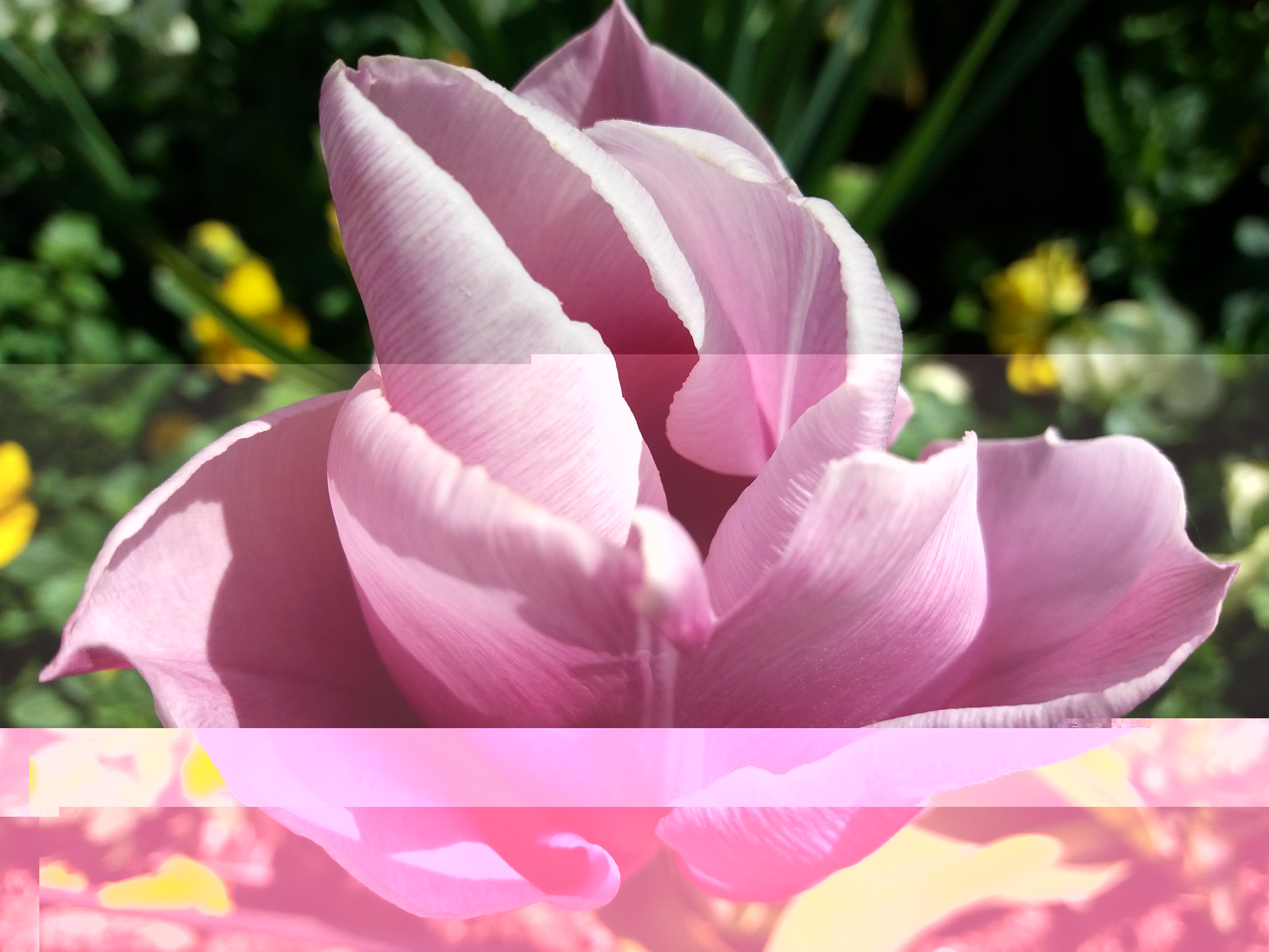 Tulipe rose tendre