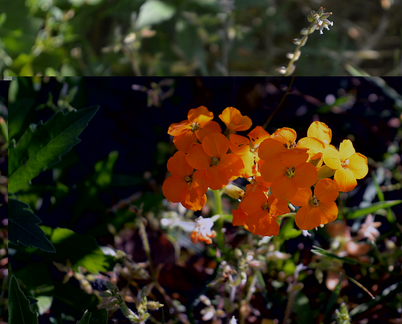 fleurs oranges.jpg