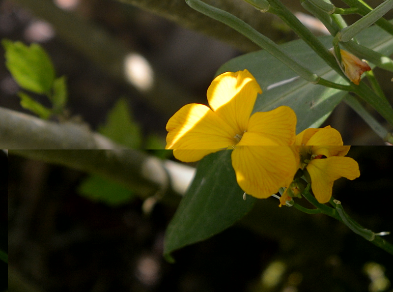 fleur jaune.jpg