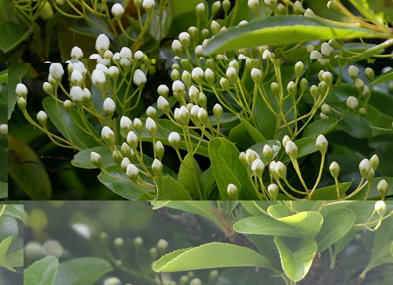 buisson ardent.jpg