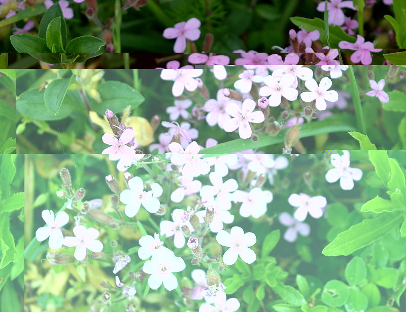 fleurs roses.jpg