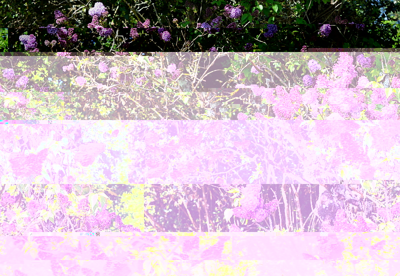 lilas.jpg
