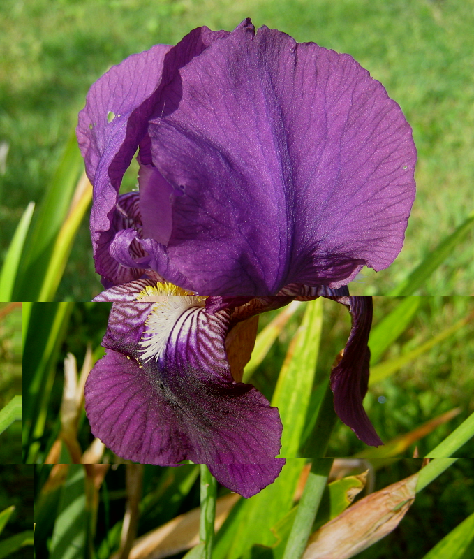 iris.JPG