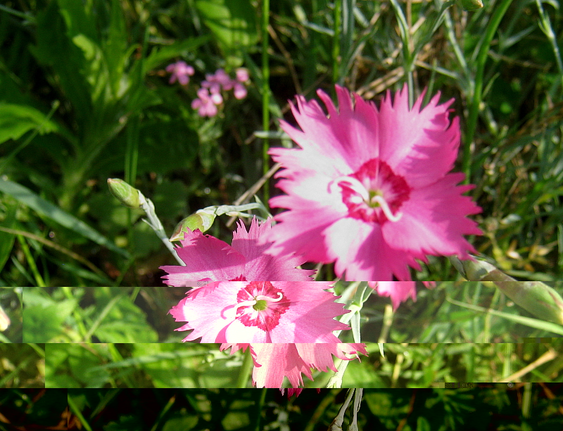 bleuet rose.JPG