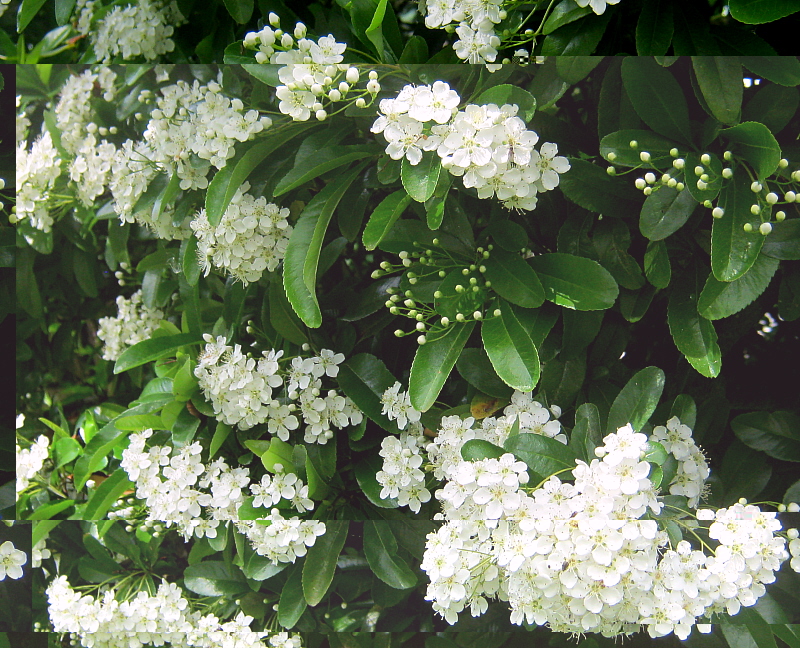 buisson ardent.JPG