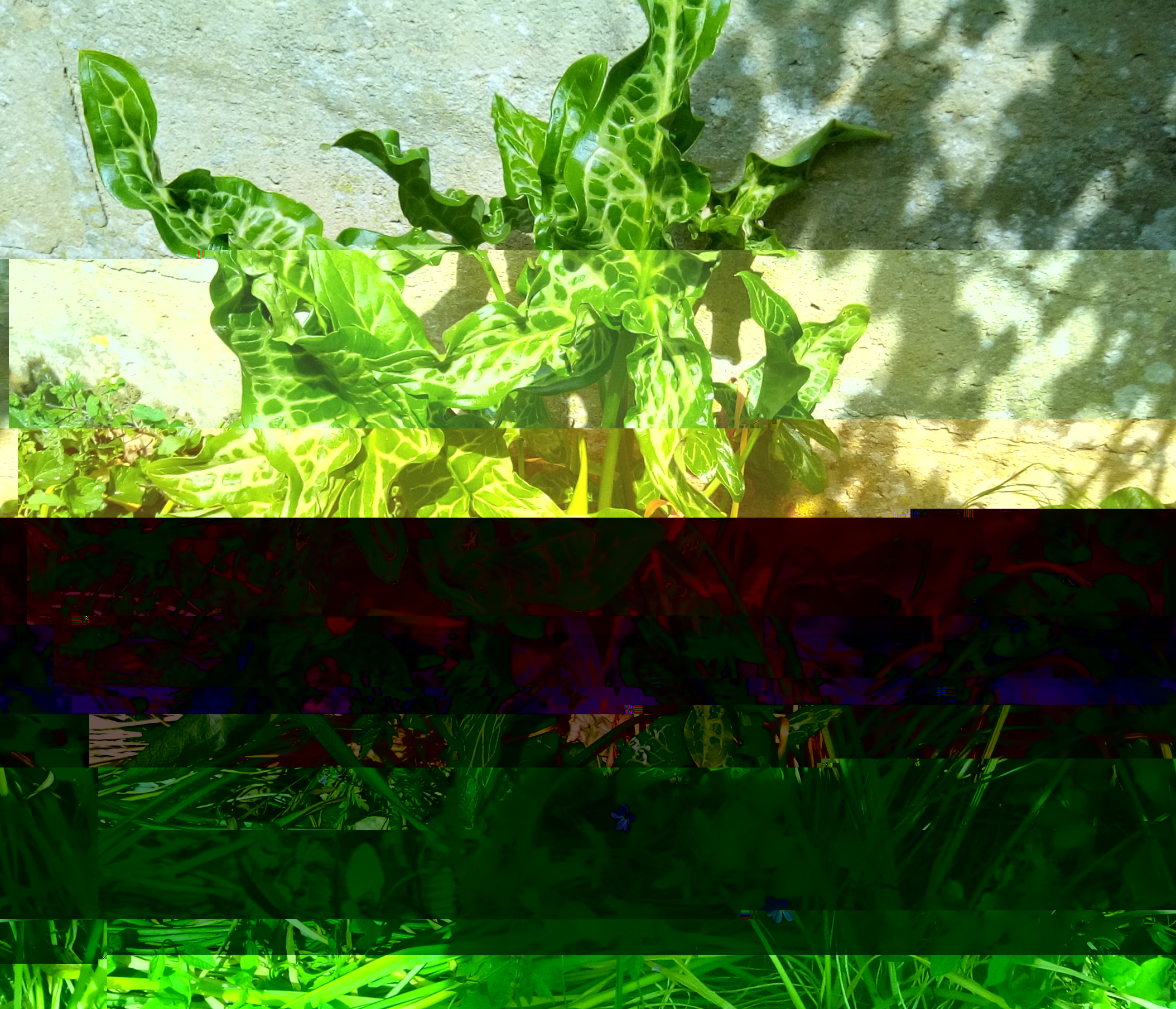 arum italicum.jpg