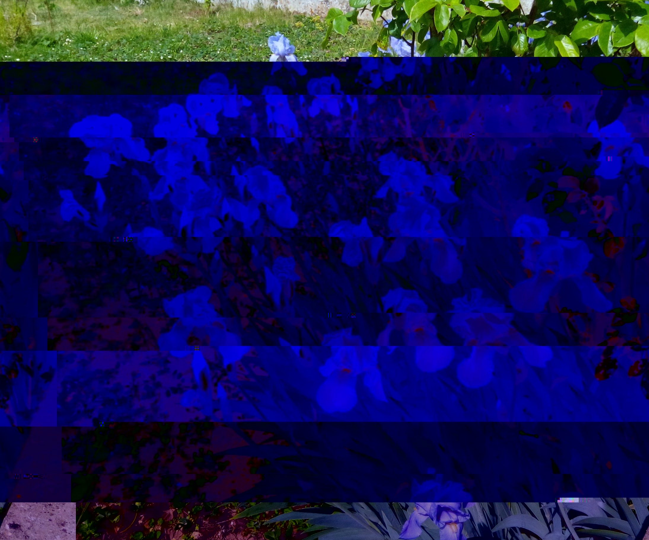 iris.jpg