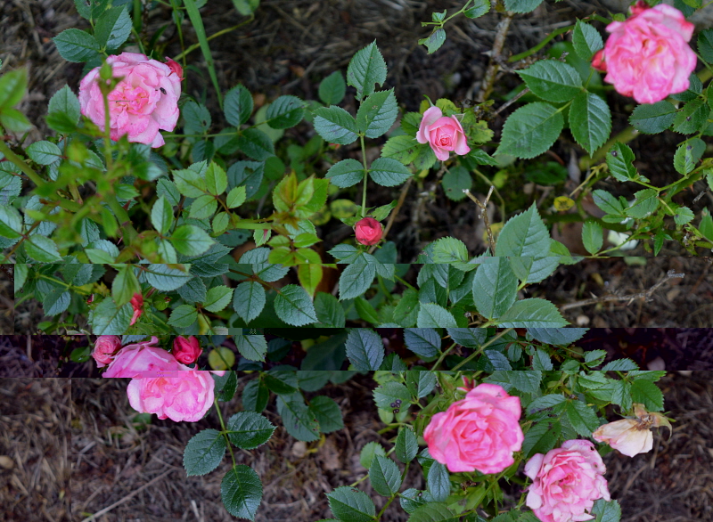 roses.jpg