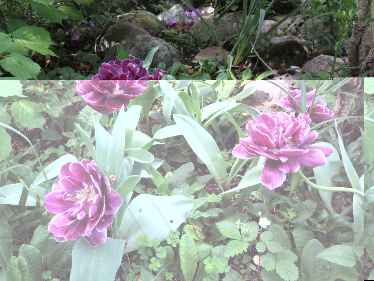 Tulipes pivoines.jpg