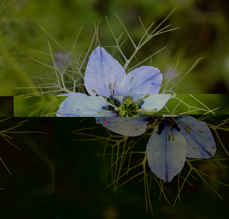 fleur bleue.jpg