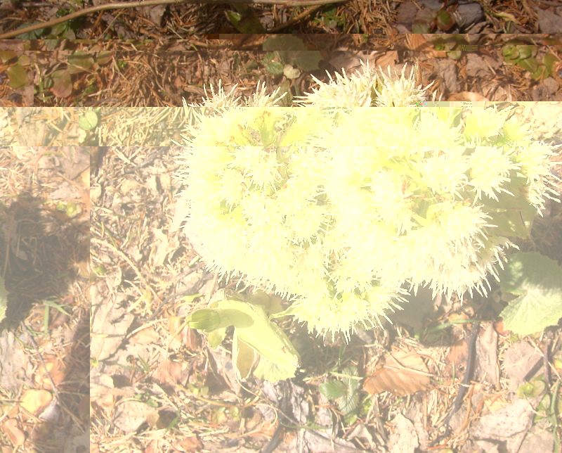 fleurs lorian.JPG