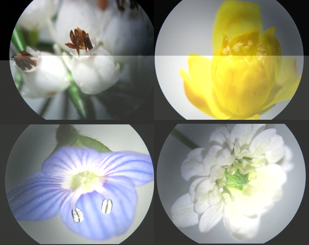fleur.JPG