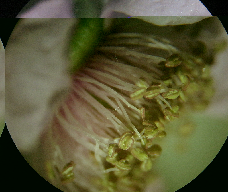 fleur sauvage.JPG