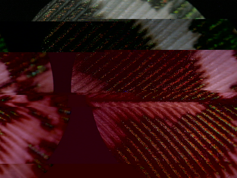 paon.JPG