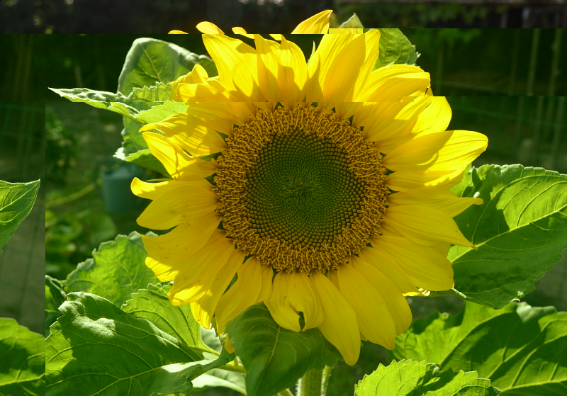 Tournesol.jpg