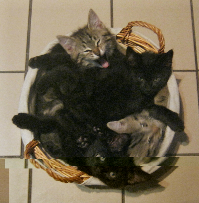 panier de chatons.JPG