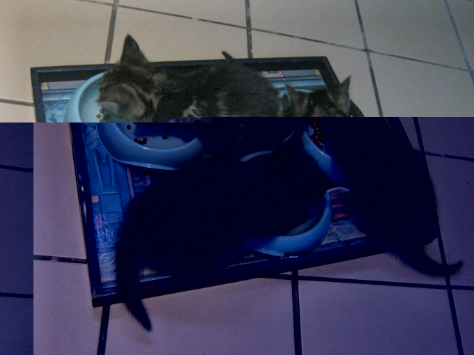 mini-chatons.JPG