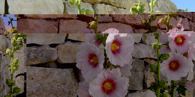 rose-tremiere.jpg