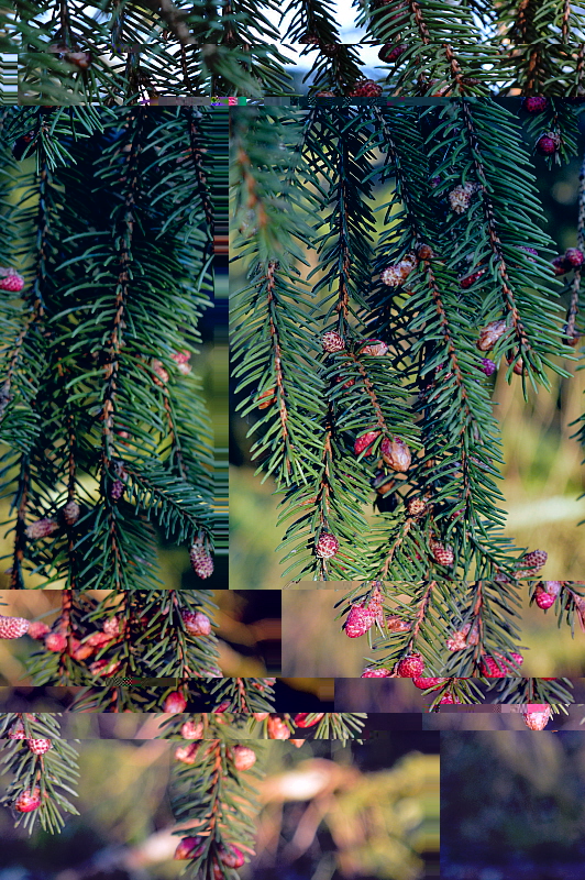 sapin.jpg