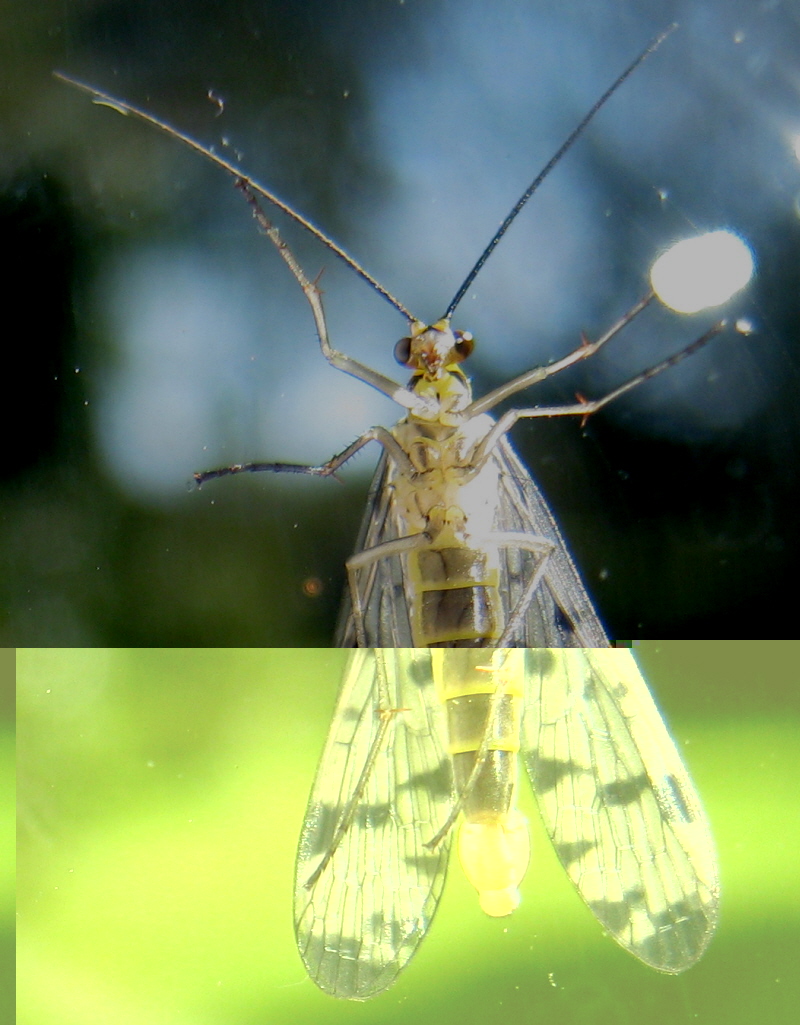 insecte.JPG