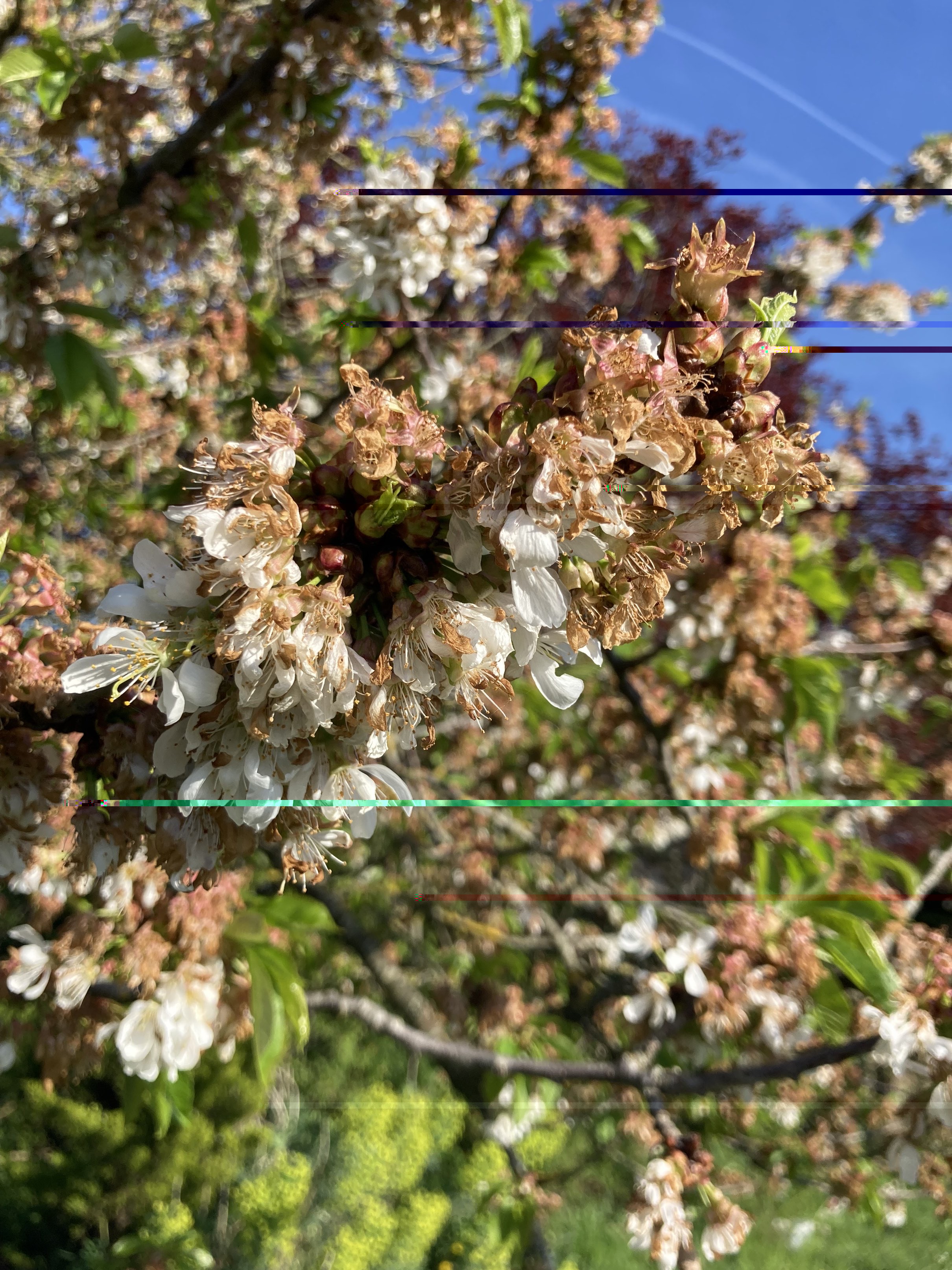 Cerises or not cerises