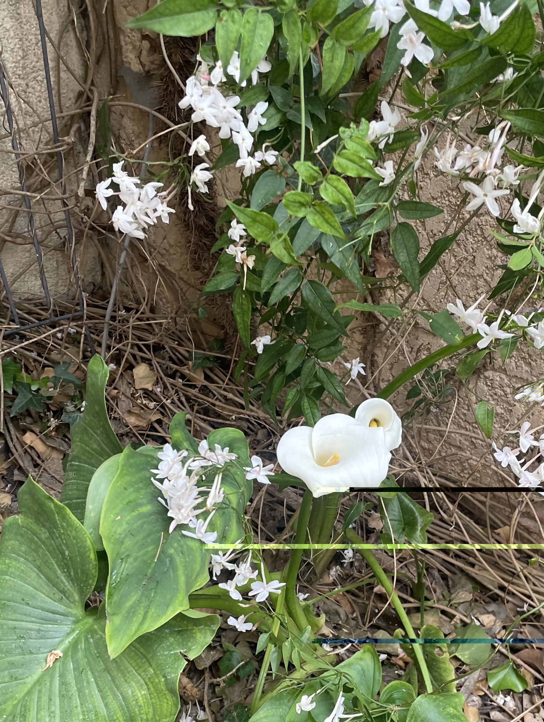 Pas de muguet
