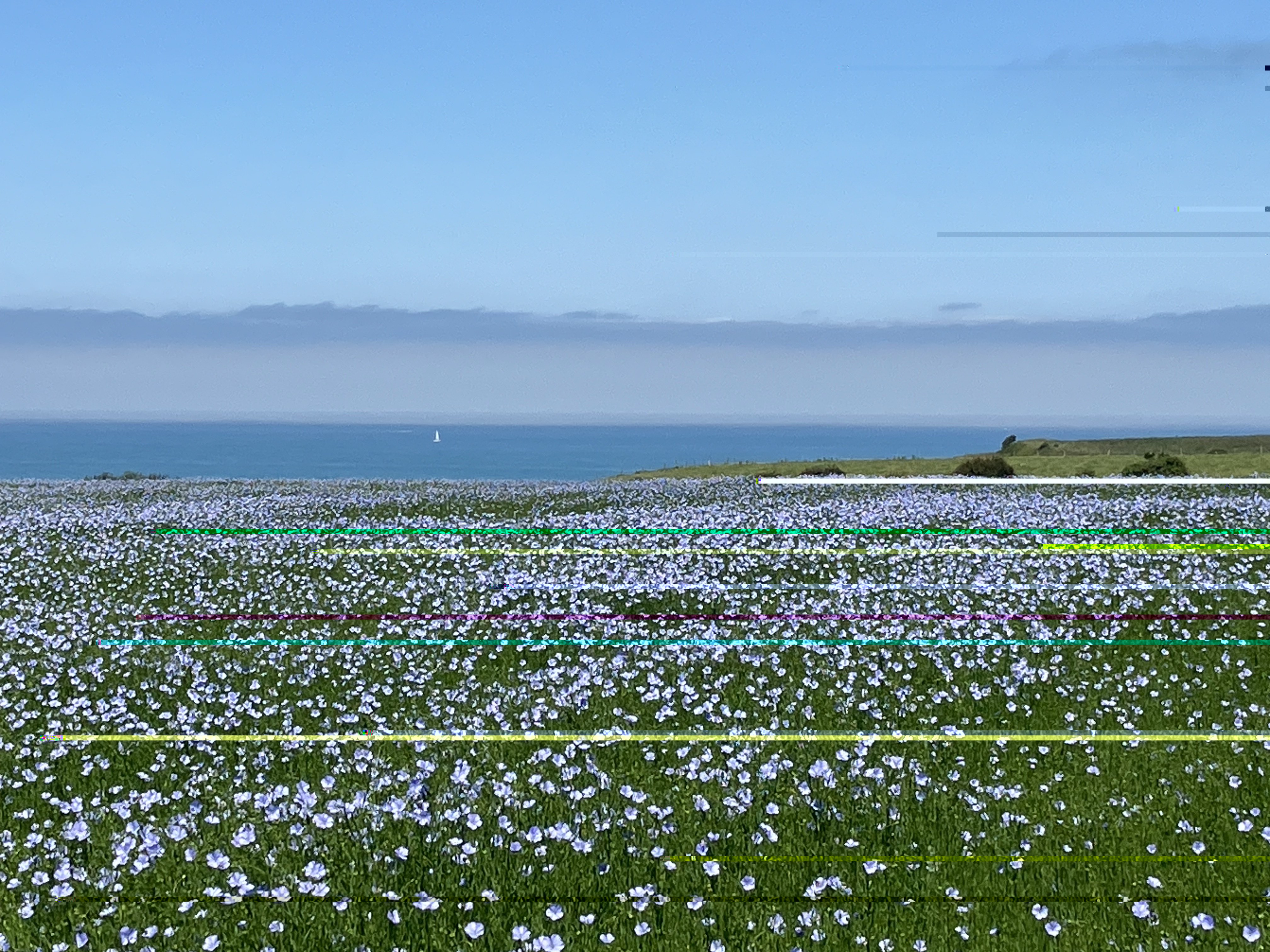 Lin en fleur