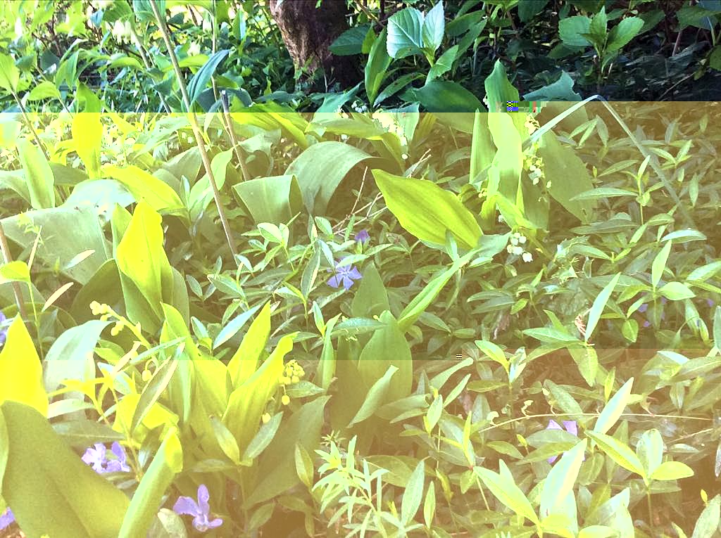 Muguet.jpg