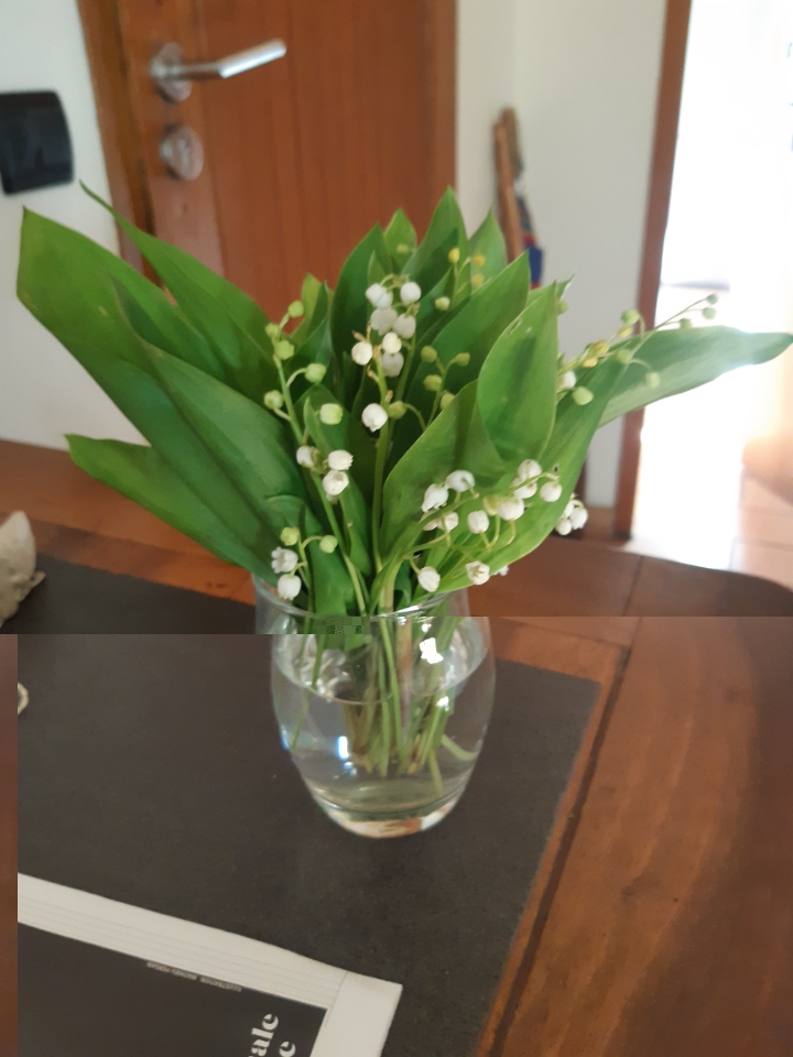 Resized_20250430_094956.jpeg